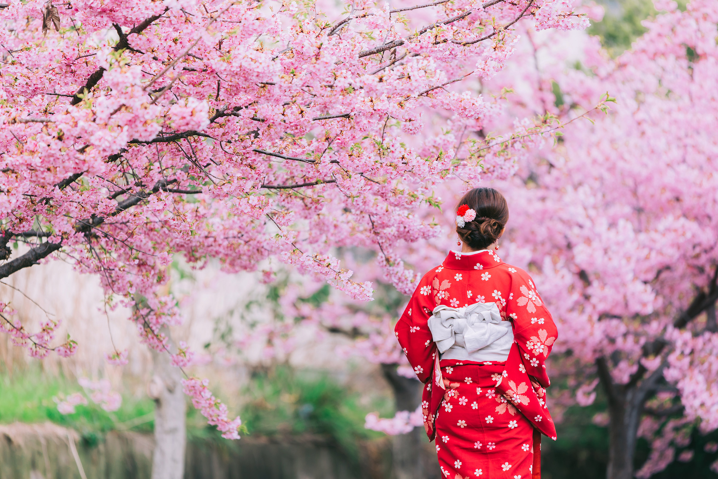 Сакура сейчас. Цветение Сакуры в Японии 2023. Черри блоссом в кимоно. Сакура черри блоссом. Праздник цветения вишни Сакуры в Японии.