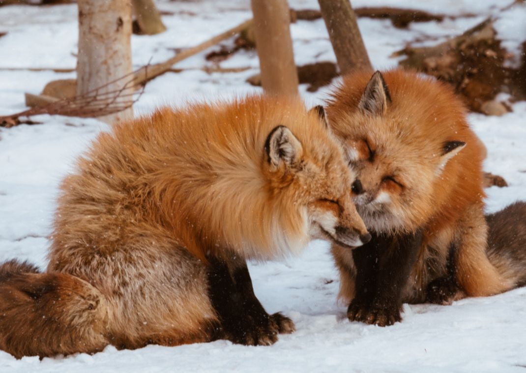 Volpi Giapponesi nella neve invernale