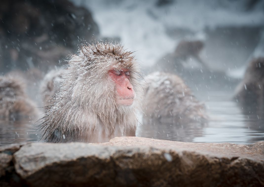 Le scimmie della neve di Jigokudani, Nagano