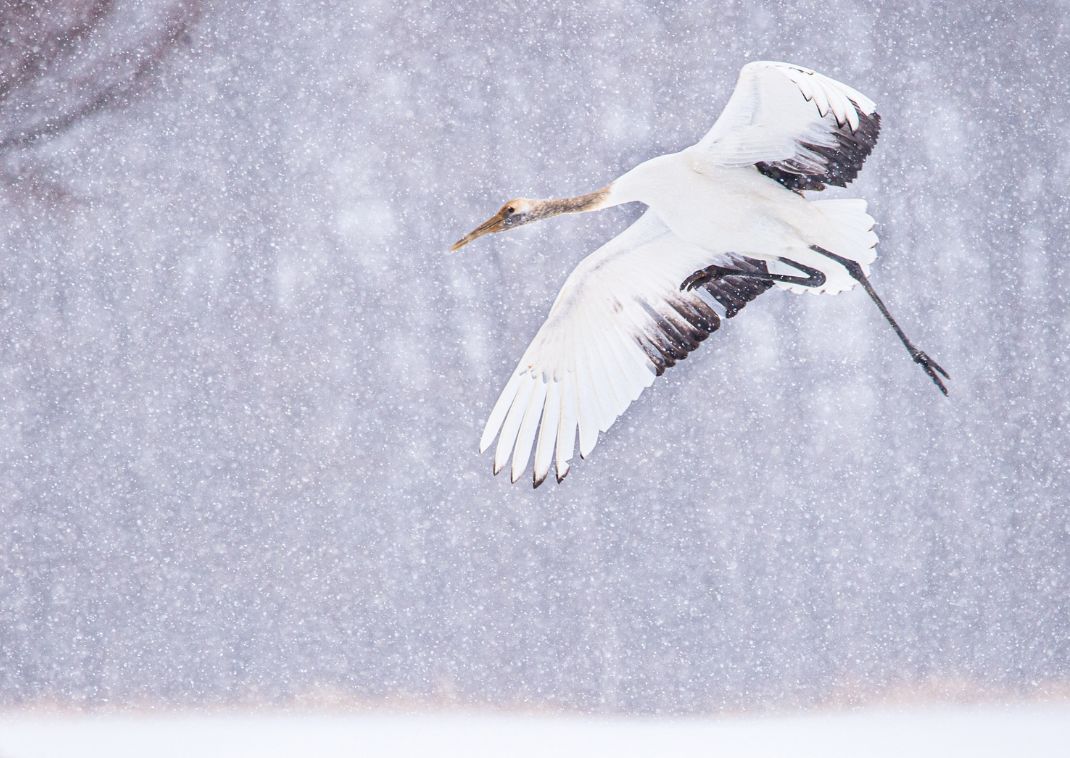 Le gru dal ciuffo rosso in Hokkaido