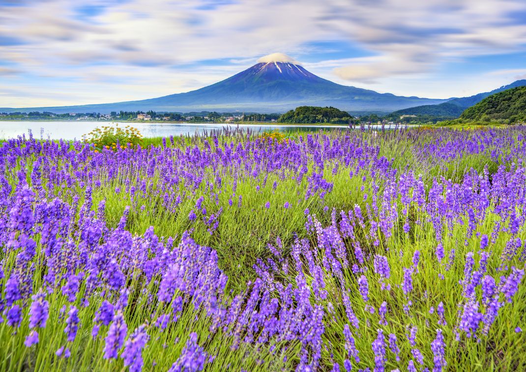 Campo di lavanda sul monte Fuji, Giappone.