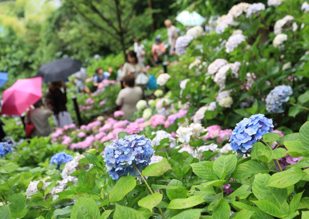 Festival delle ortensie nel tempio di Hase-dera, Kamakura, Giappone