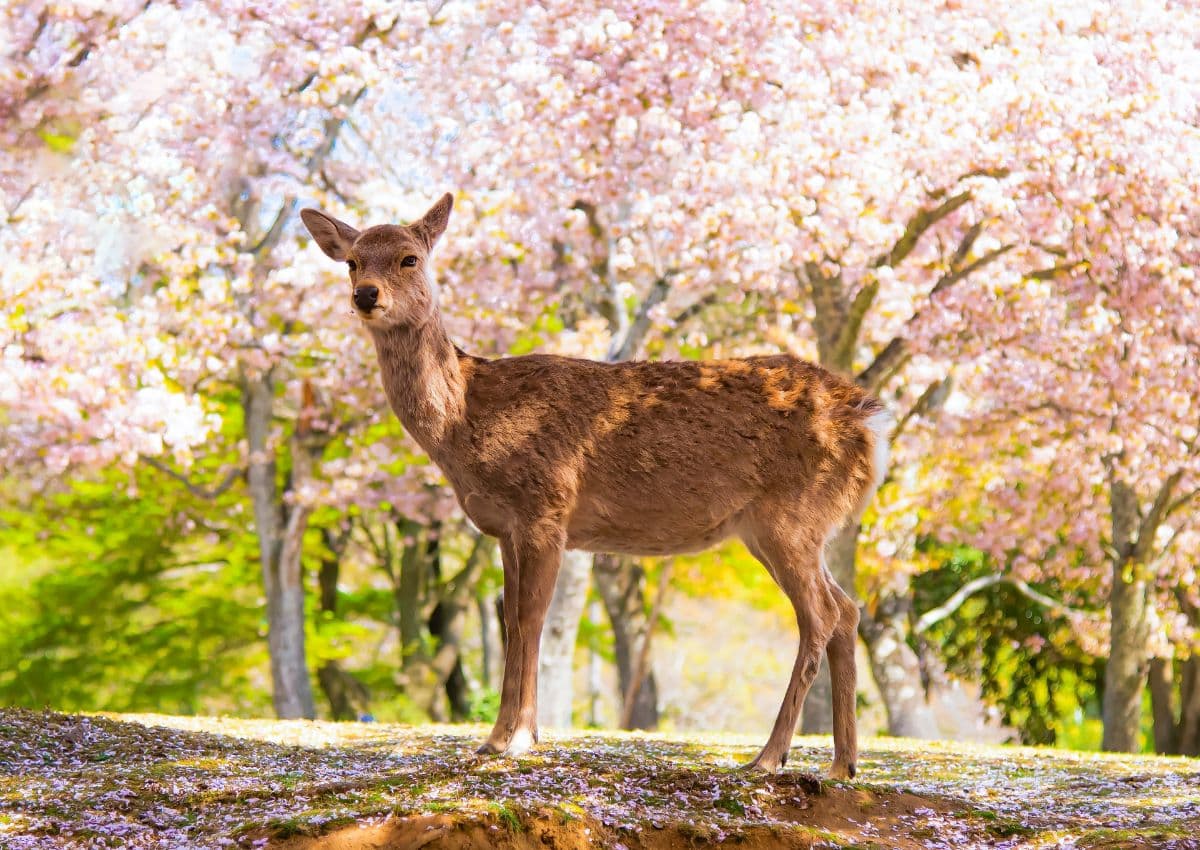 Cervi nel Parco di Nara durante la primavera