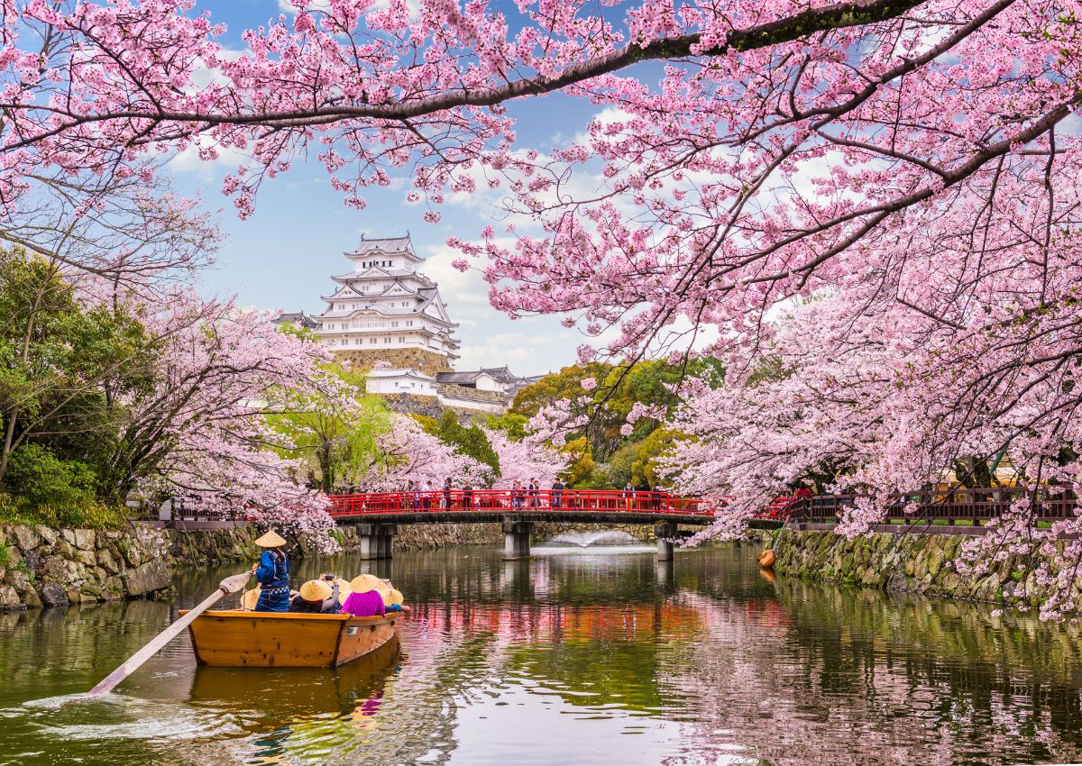 Ciliegi rosa in fiore davanti al Castello di Himeji, in Giappone, durante la primavera