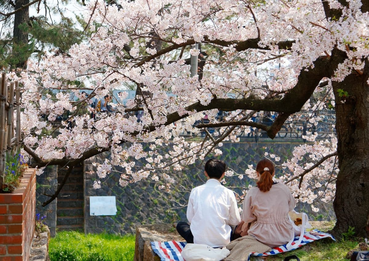 Coppia che si rilassa durante un picnic sotto i ciliegi in fiore.