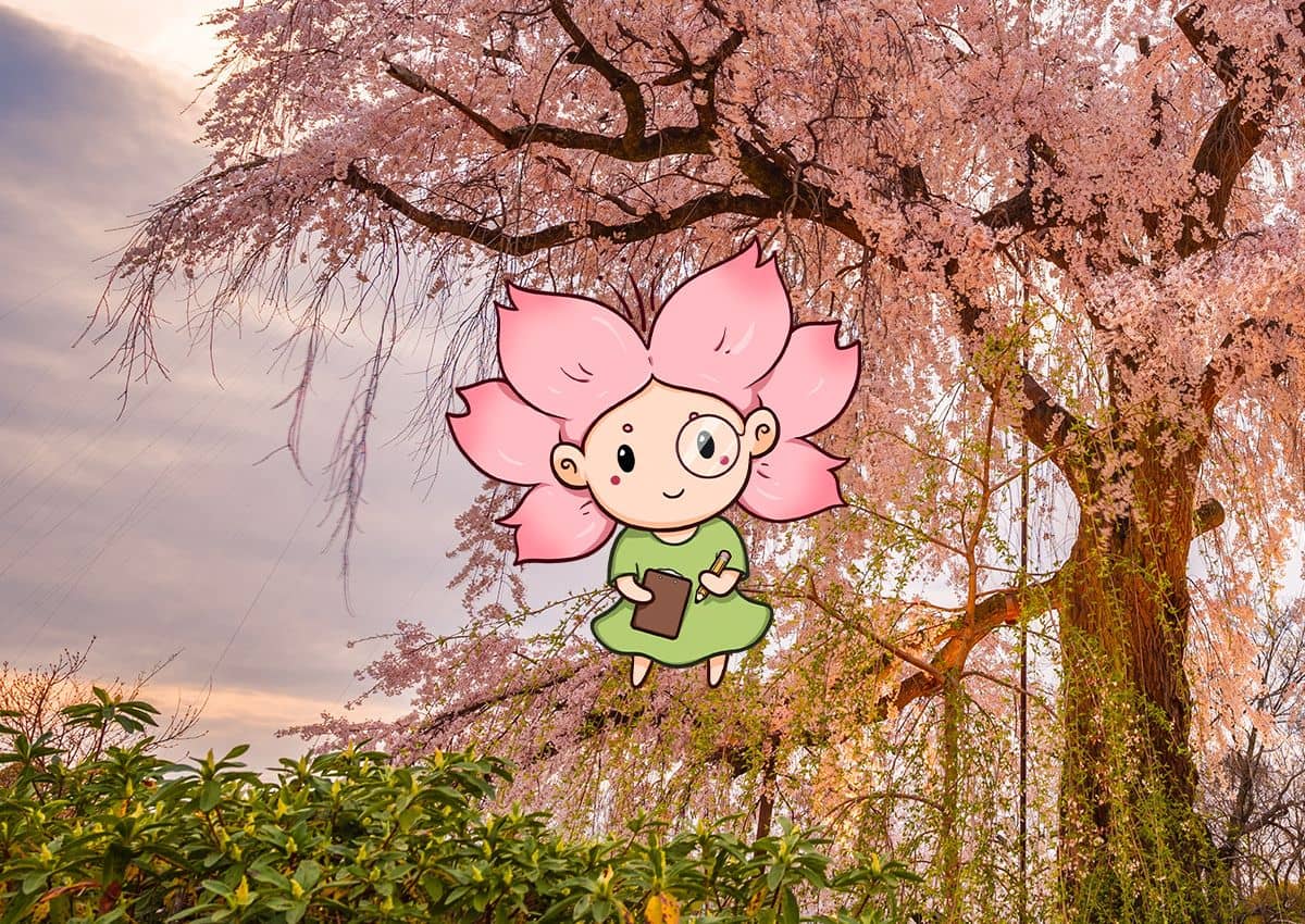 Mono-chan davanti a un ciliegio in fiore