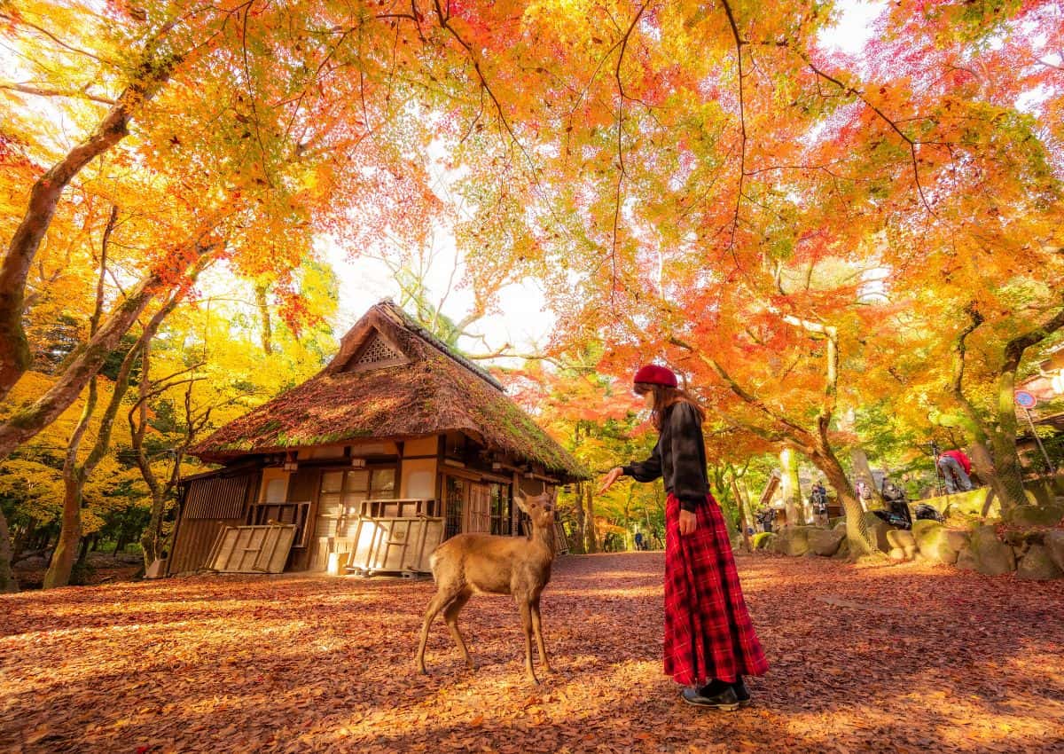 Ragazza con un cervo nel Parco di Nara durante l’autunno, in Giappone