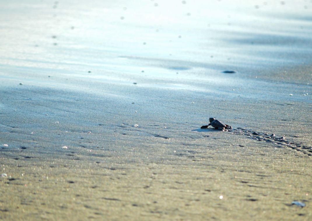  Un cucciolo di tartaruga quasi in mare