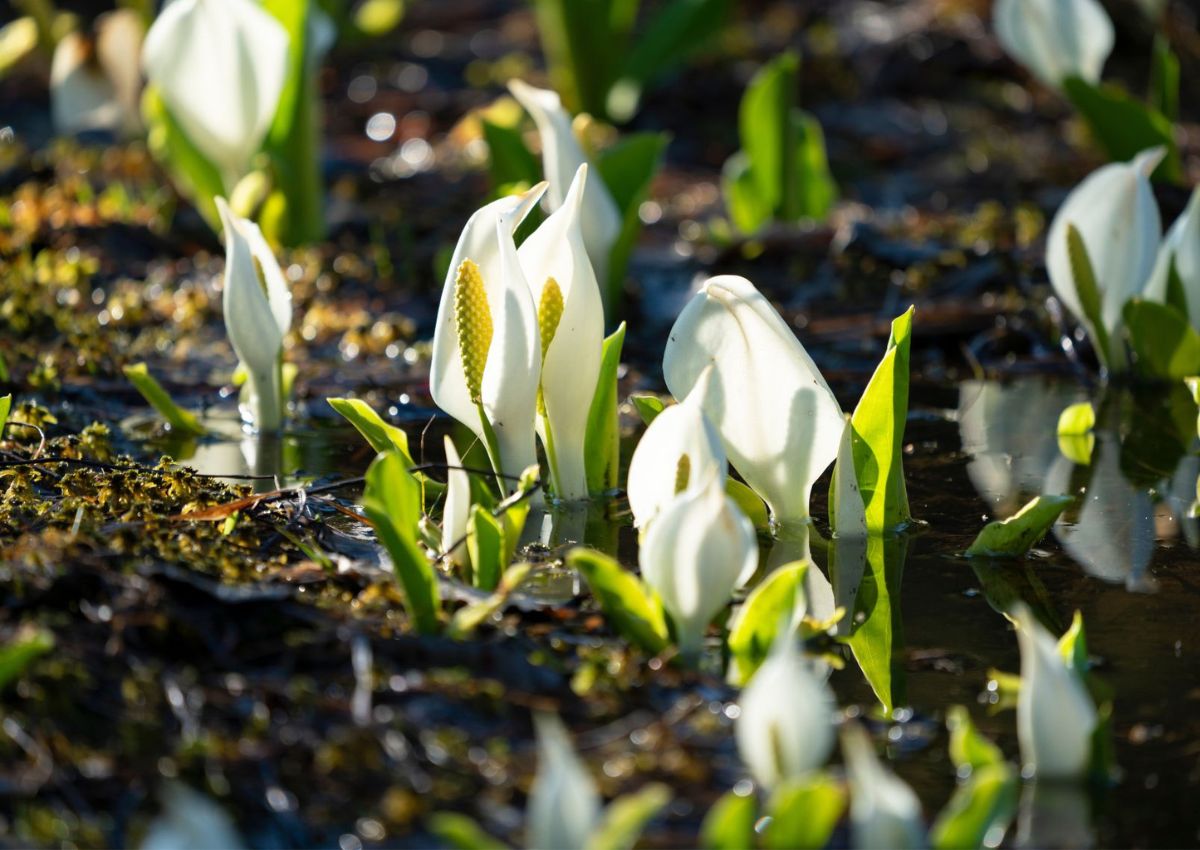 Fiori di mizubasho in piena fioritura in Giappone