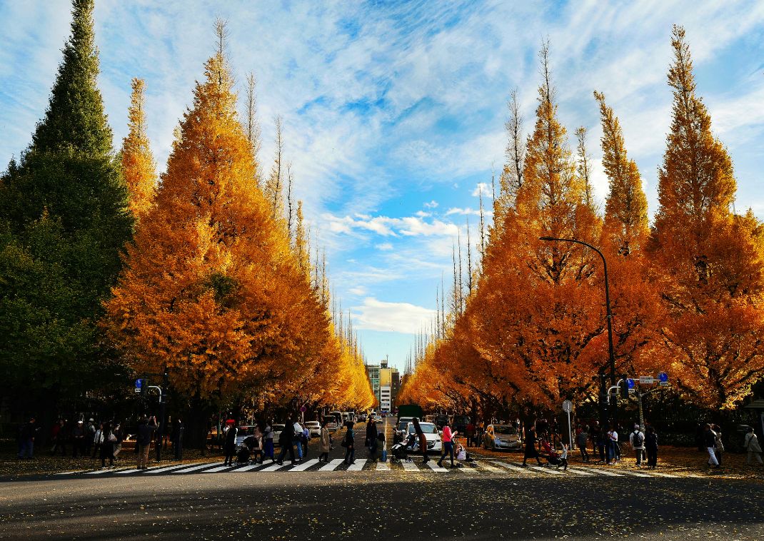 Passanti lungo il Viale dei ginkgo del Meiji Jingu Gaien, Tokyo, Giappone