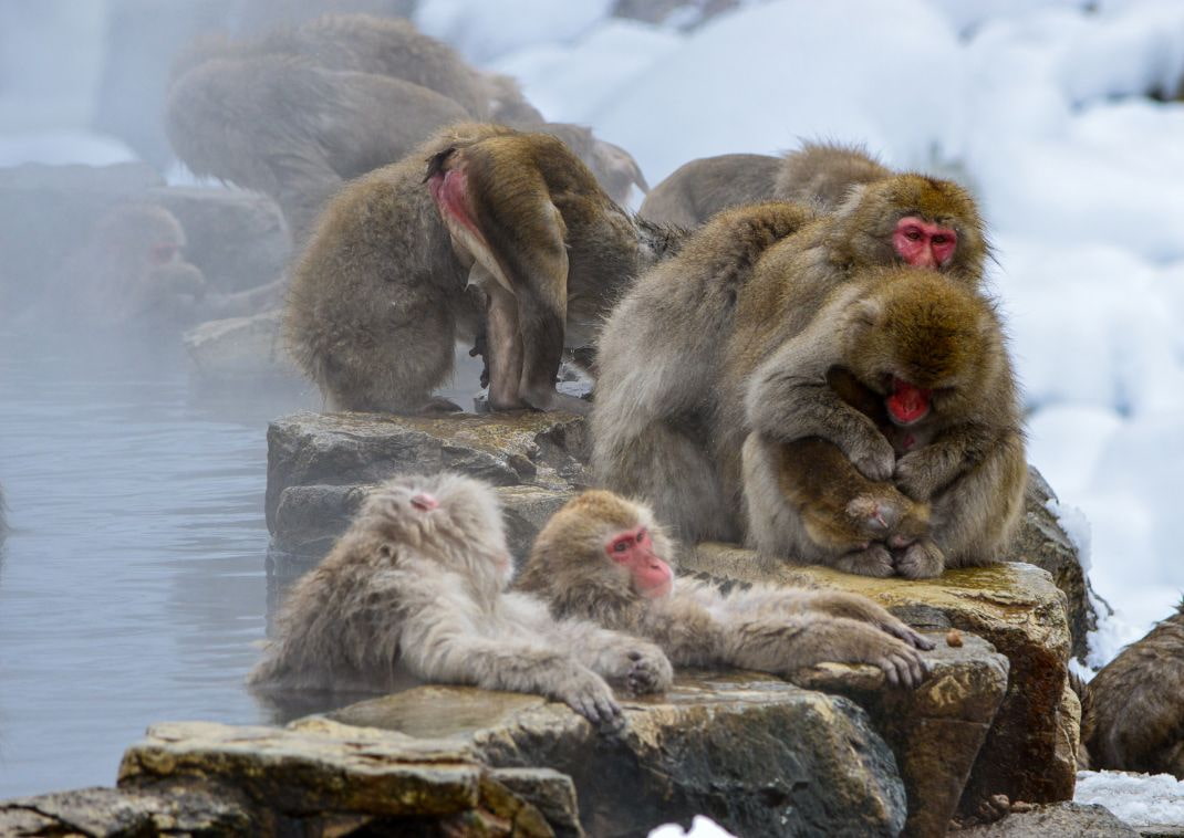 Scimmie delle nevi che fanno il bagno a Nagano