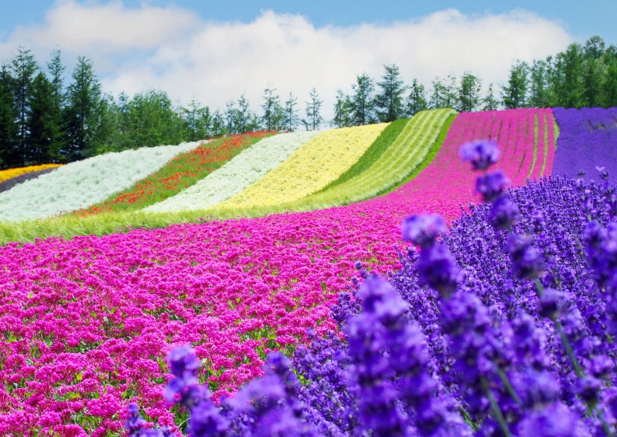 Campi di lavanda della fattoria Tomita a Furano, Hokkaido