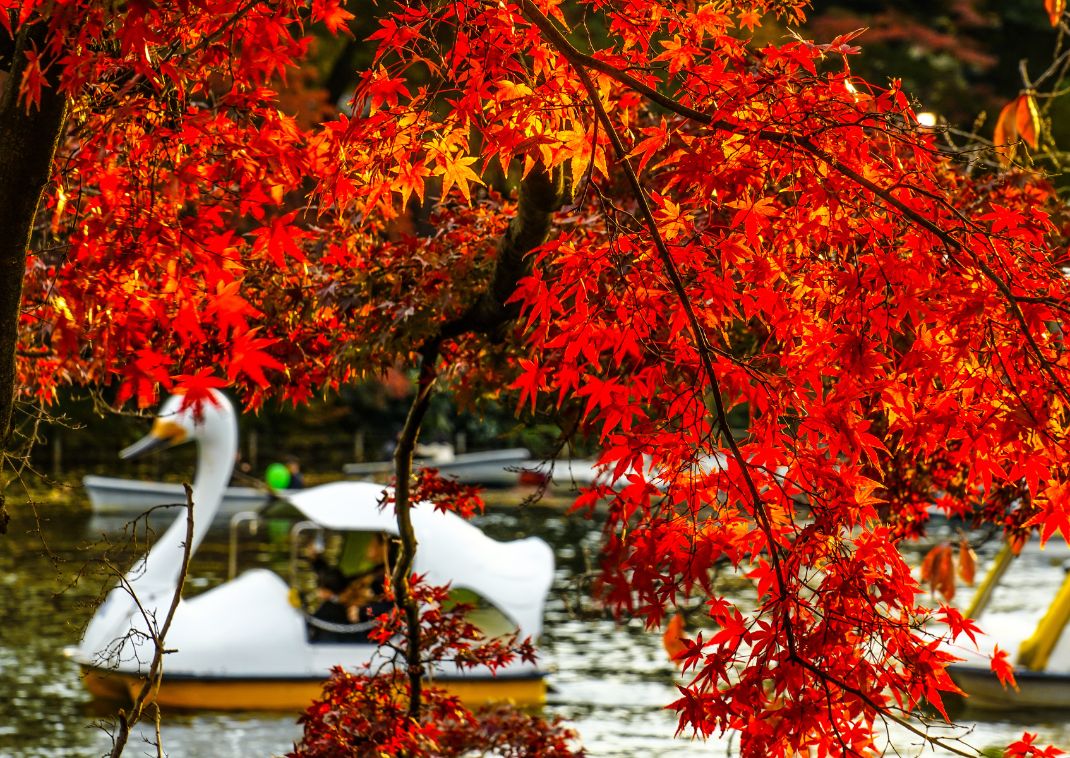 Le “duck boats” sul lago del Parco Inokashira, Tokyo