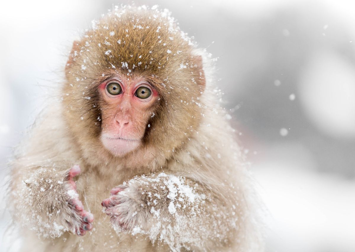 Cucciolo di scimmia delle nevi, Nagano