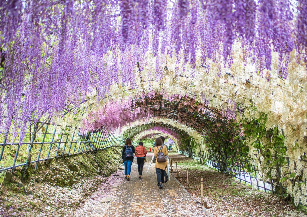 Tunnel di glicine a Kawachi, Giappone