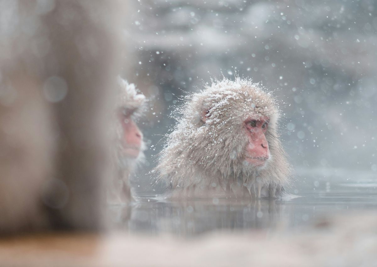 Macaco giapponese immerso in una sorgente termale nella neve a Nagano