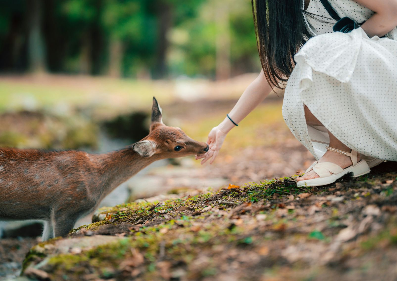 Donna che dà da mangiare a un cervo a Nara, Giappone