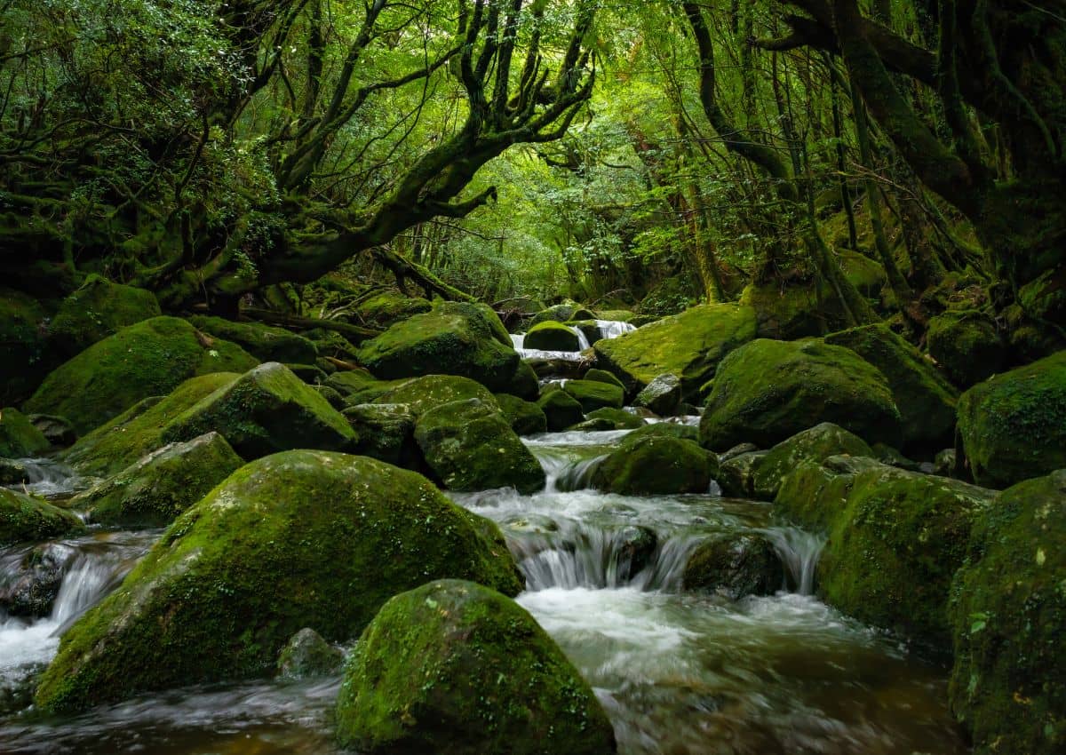 Fitta foresta pluviale sull'isola di Yakushima, Kagoshima