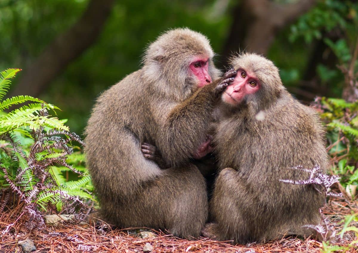 Macachi giapponesi sull'isola di Yakushima, Giappone