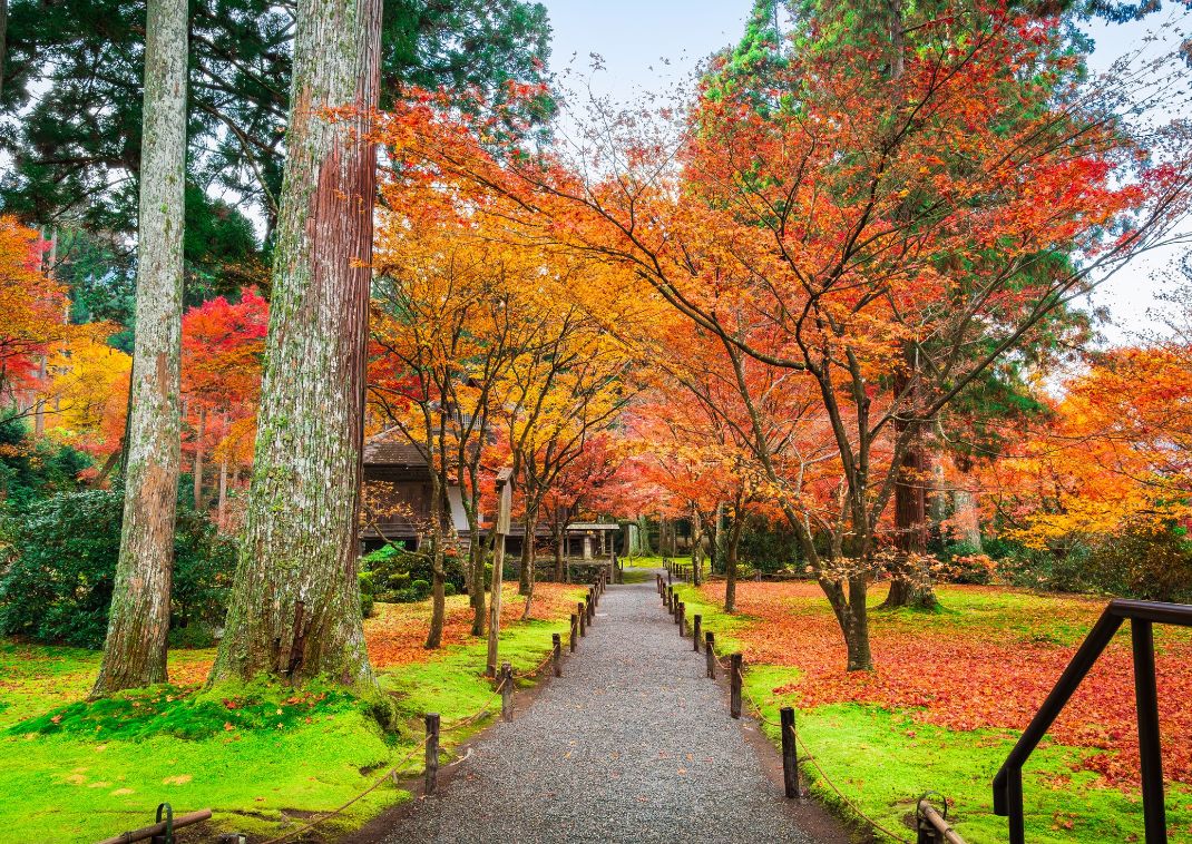 Autunno a Kyoto: foglie d’autunno al Tempio Sanzenin, Ohara