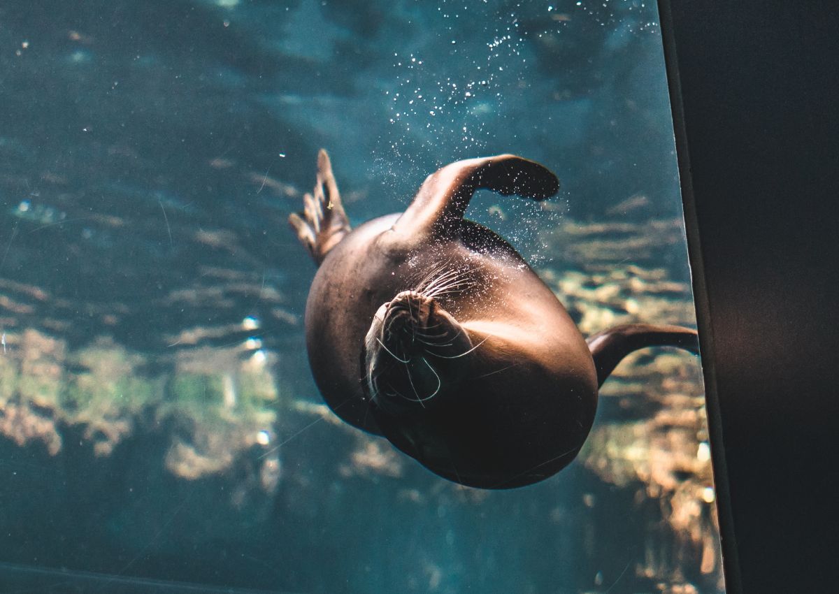 Foche che nuotano nell'Acquario Kaiyukan di Osaka, Giappone