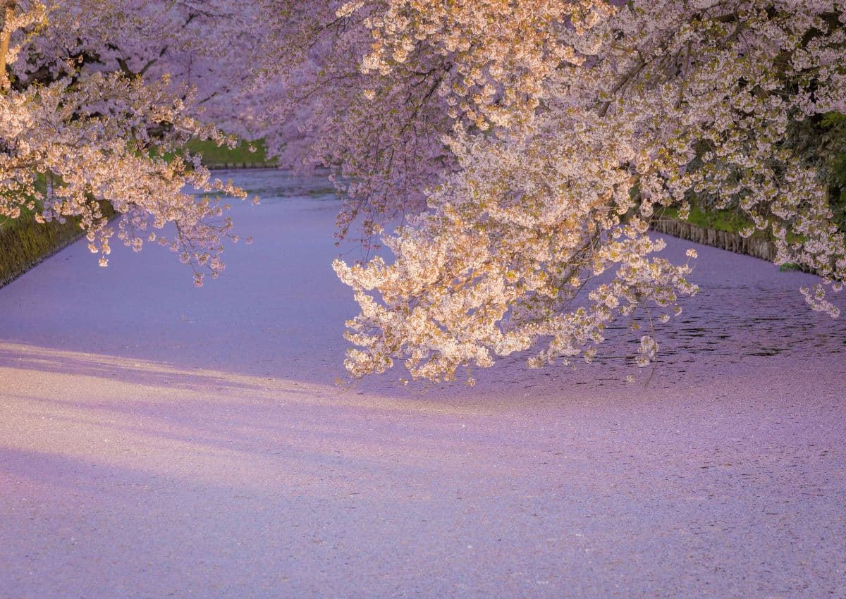 Fiori di ciliegio al Castello di Hirosaki, Aomori