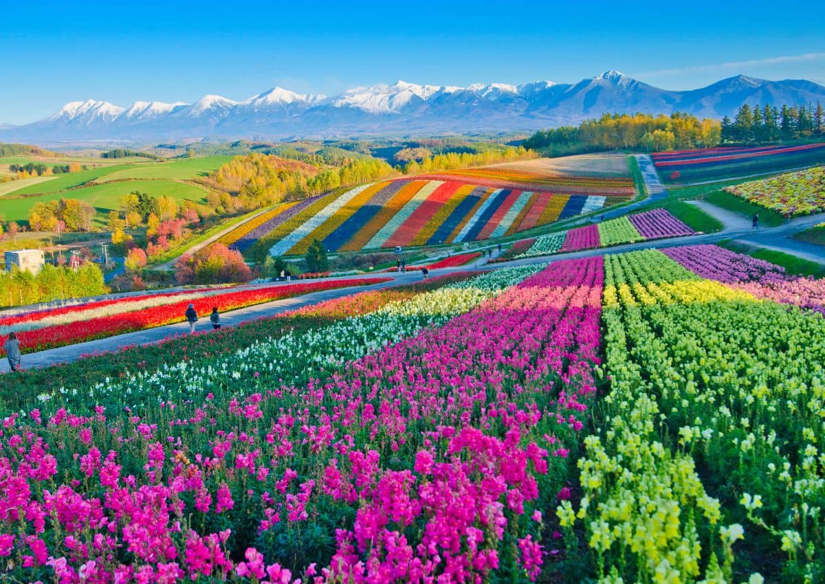 Campi di lavanda a Furano in estate, Hokkaido