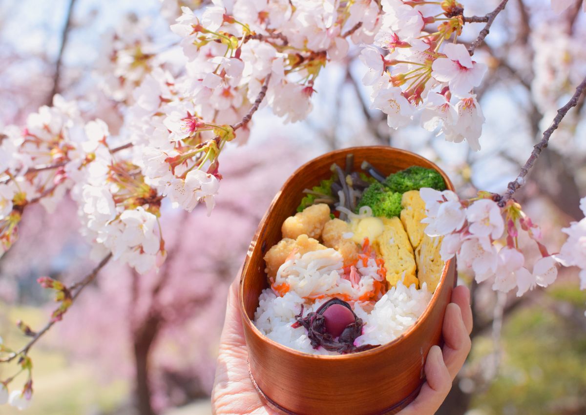 Bento giapponese ricco di specialità tradizionali davanti a un ciliegio in fiore.