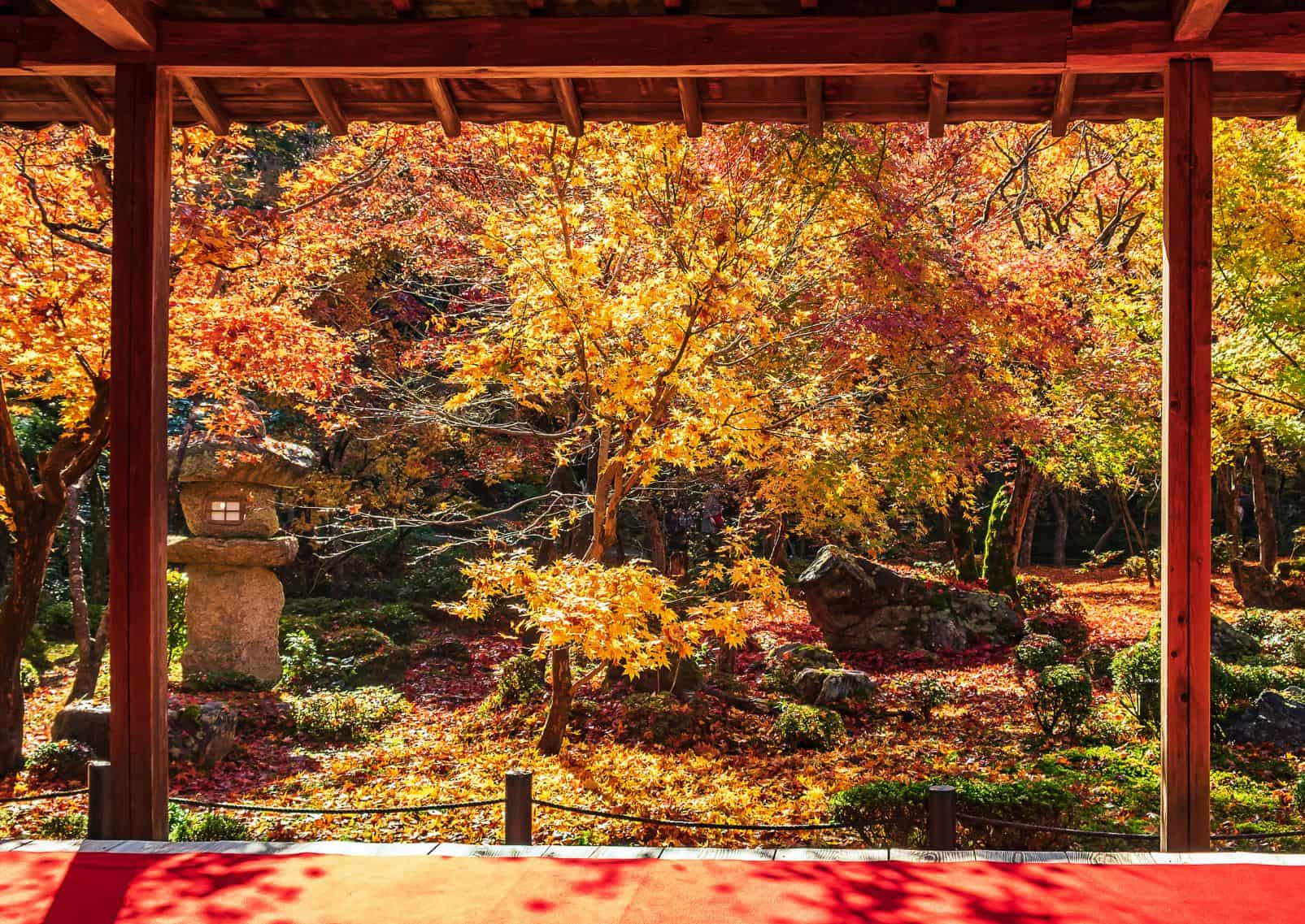 Riquadro tra il padiglione di legno e il bellissimo acero del Giardino giapponese e il tappeto rosso, Kyoto, Giappone