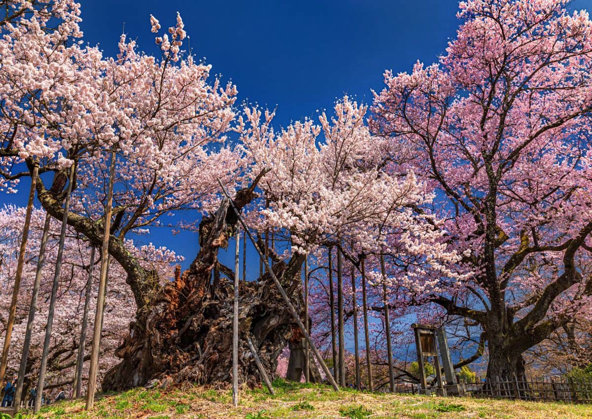 Jindai Zakura nella prefettura di Yamanashi