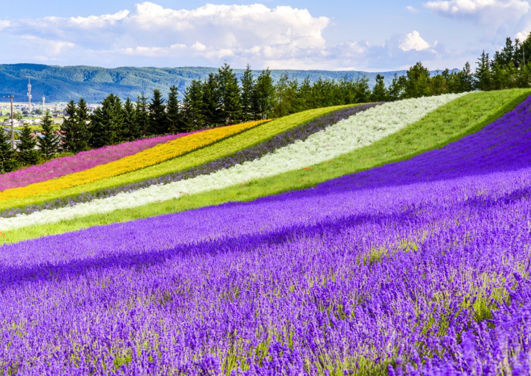 Campi di lavanda alla fattoria Tomita a Furano, Hokkaido