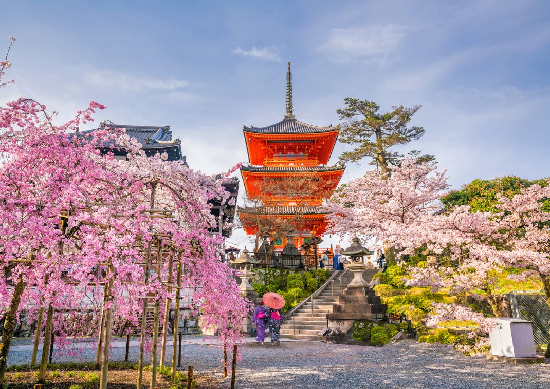 Hanami, visita ai ciliegi in fiore in Giappone