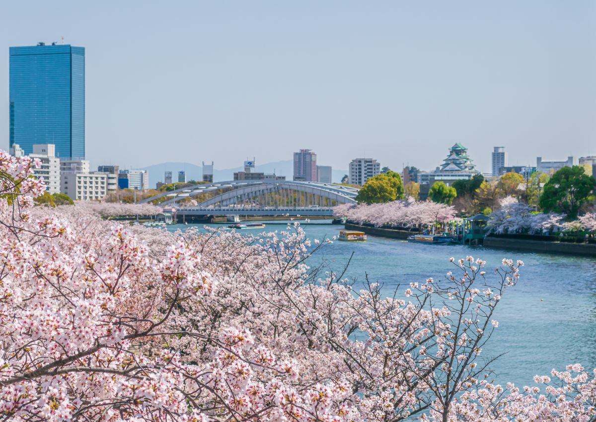 Fiori di ciliegio intorno al fiume Okawa, Osaka, Giappone