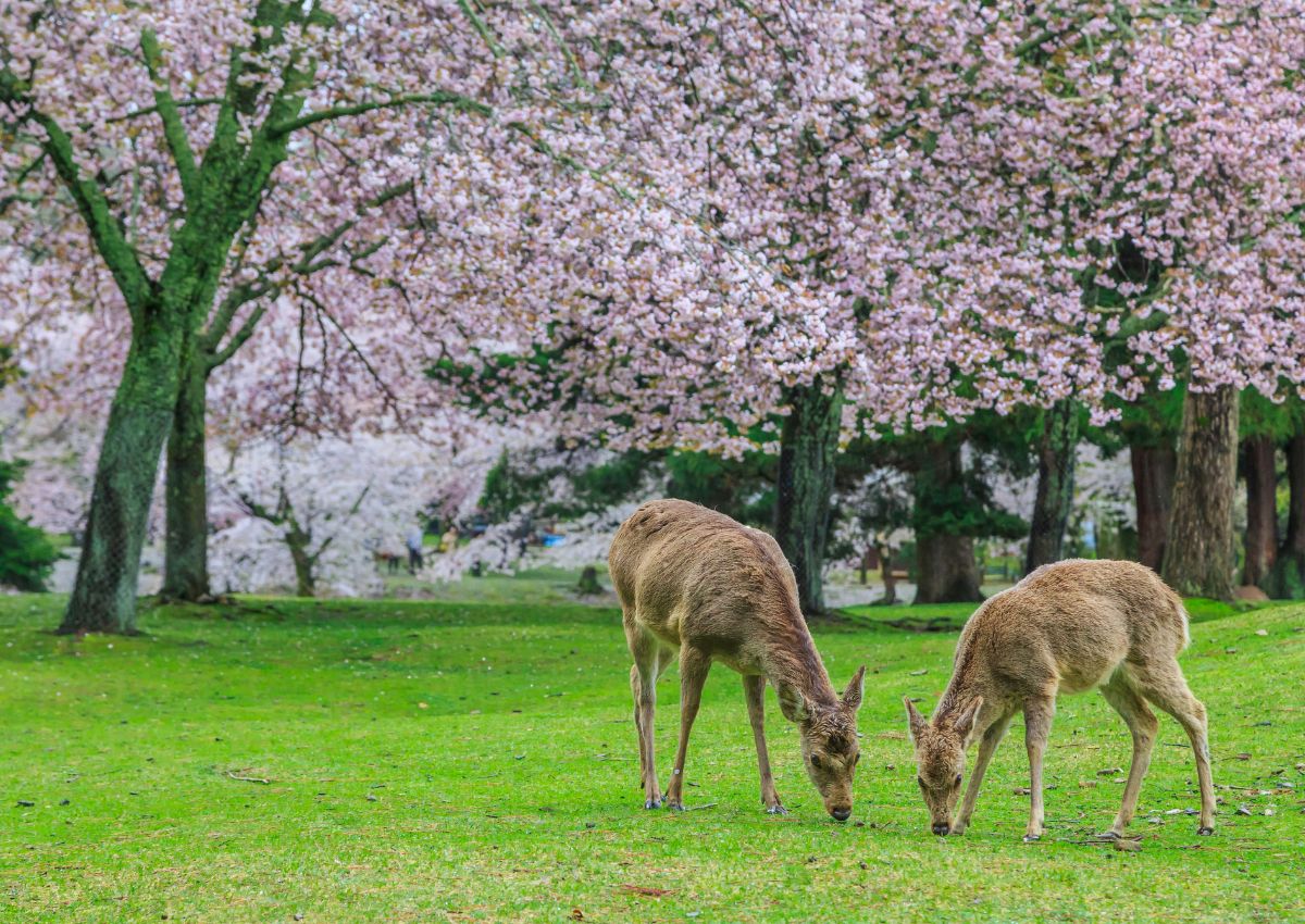 Cervo nel parco di Nara, Giappone