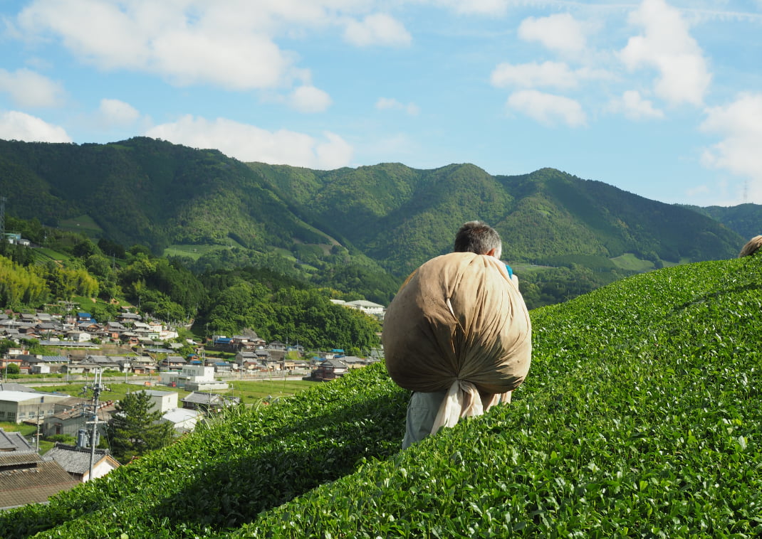 Il Villaggio di Wakuza è patria di persone gentili e ottimo tè matcha, una vista stupenda della piantagione di tè terrazzata vicino Uji, prefettura di Kyoto, Giappone