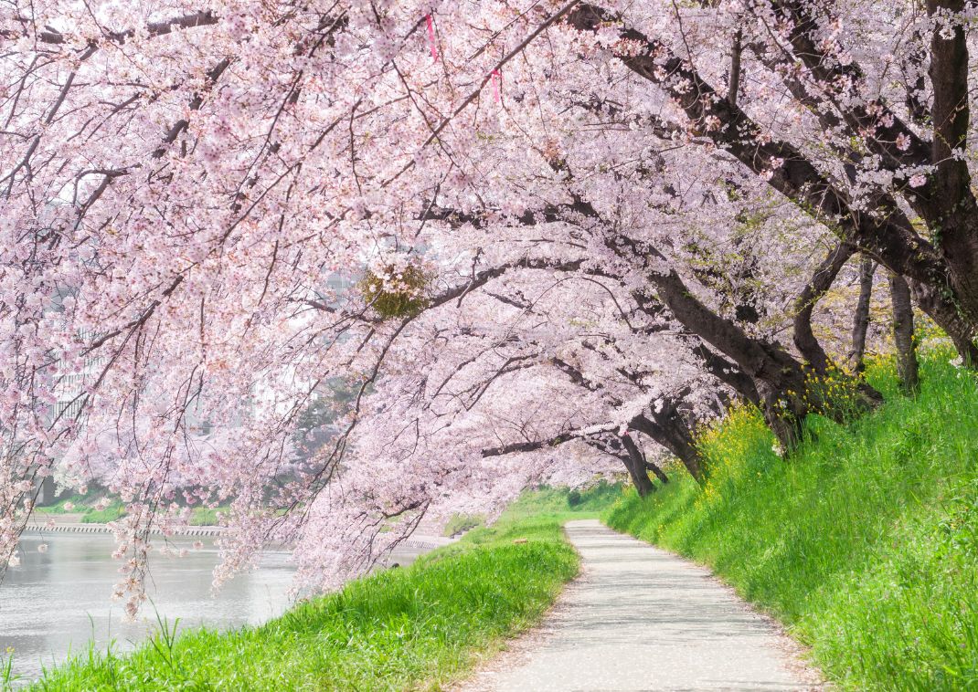 Parco Ueno in primavera, Tokyo, Giappone