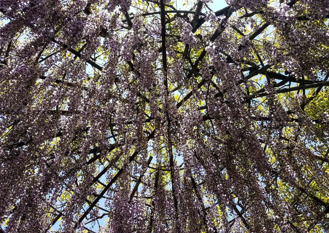 Una cupola di glicini nel Giardino di Kawachi, Giappone