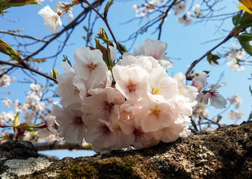 fiori di ciliegio