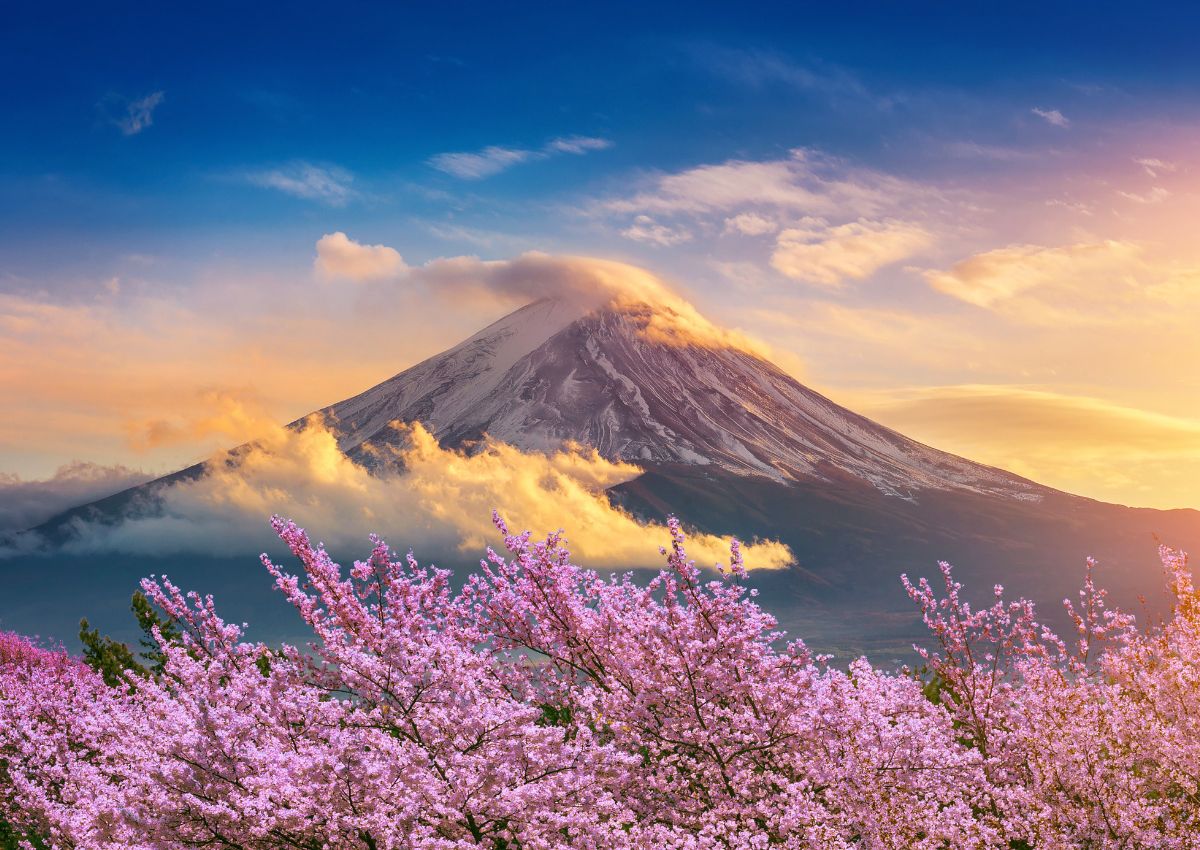Il Monte Fuji circondato dai ciliegi in fiore in primavera
