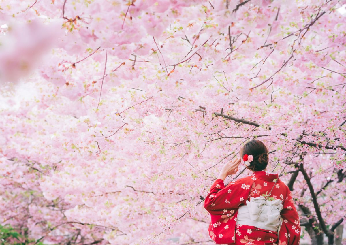 Donna in kimono tra i ciliegi in fiore in Giappone
