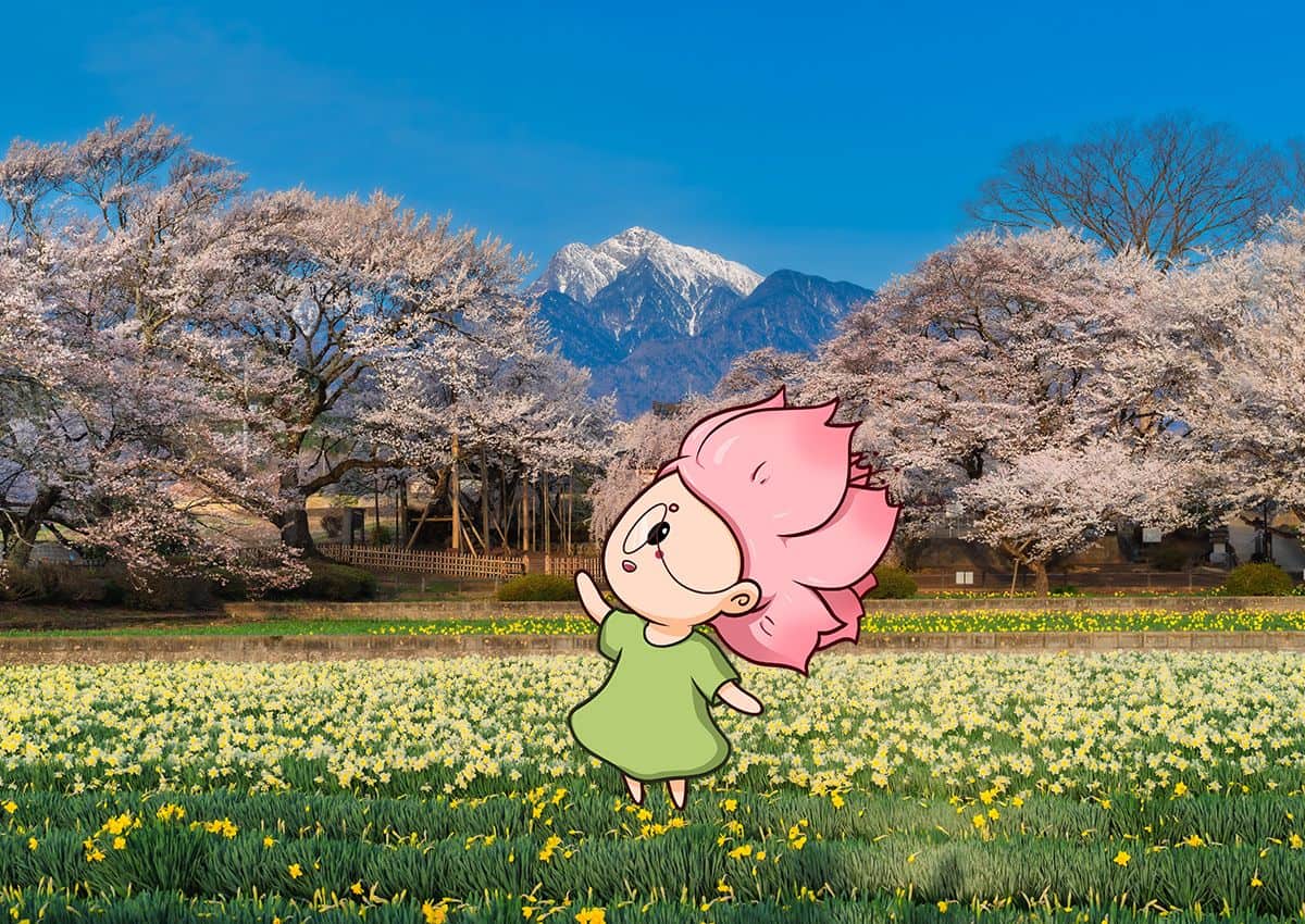 Mono-chan mostra il ciliegio Jindai Zakura nella prefettura di Yamanashi, Giappone