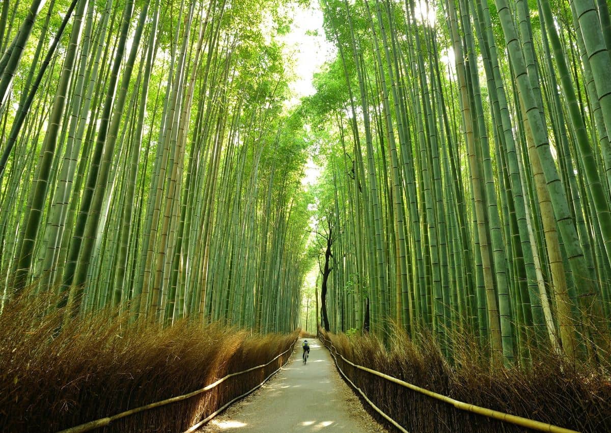 Foresta di bambù di Arashiyama, Kyoto
