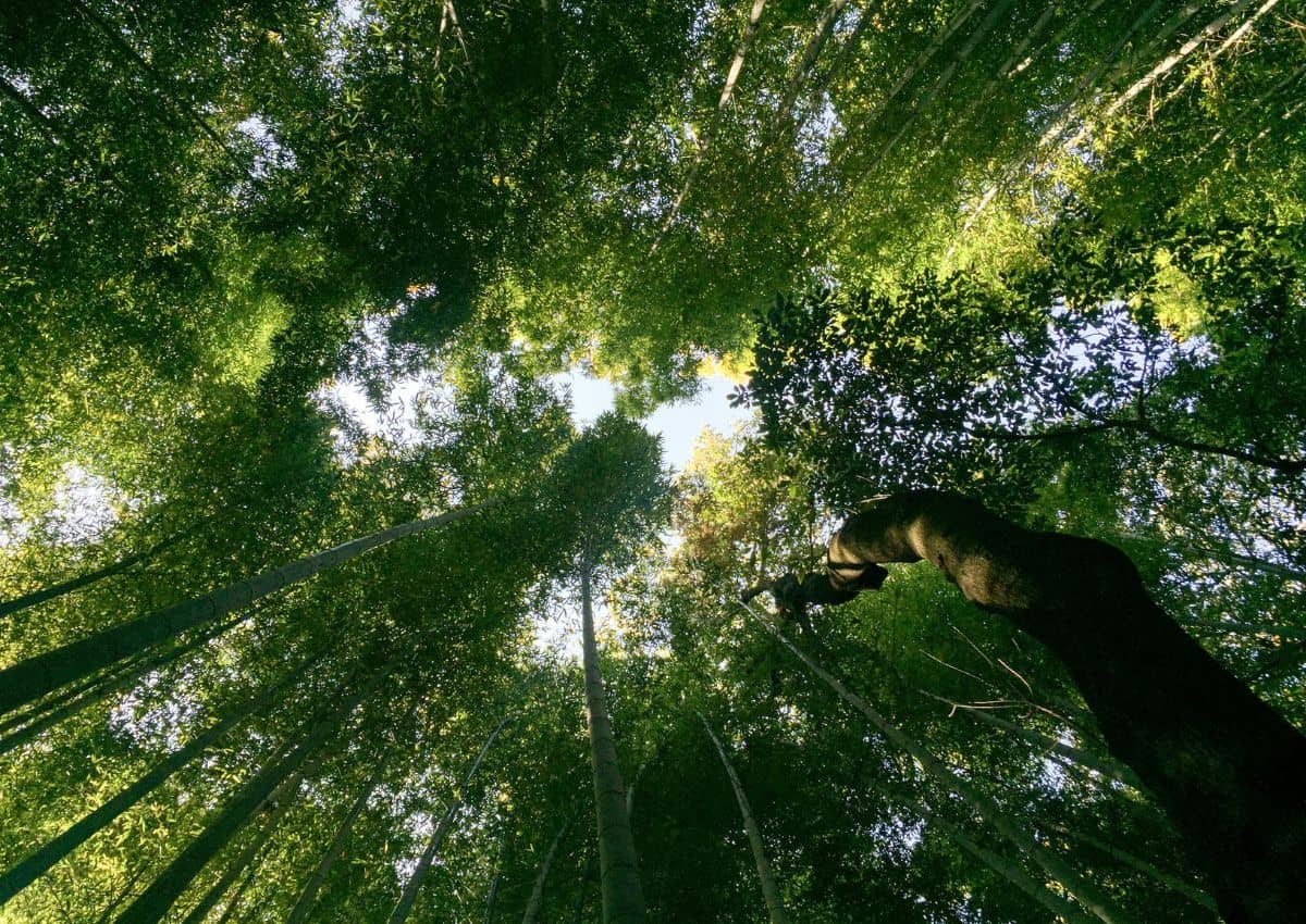 Alti fusti nella foresta di bambù di Arashiyama, Kyoto