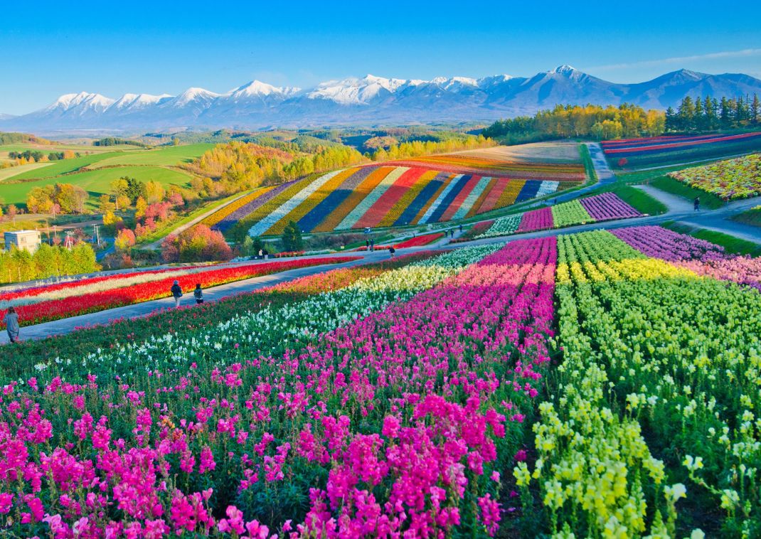 Campi di fiori in Hokkaido, estate