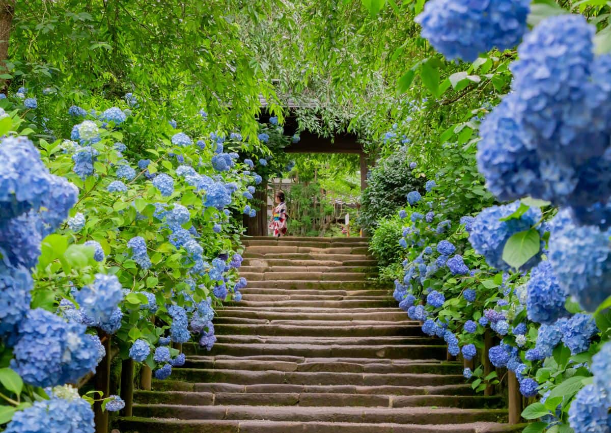 Il giardino di ortensie del tempio Meigetsu-in, Kamakura