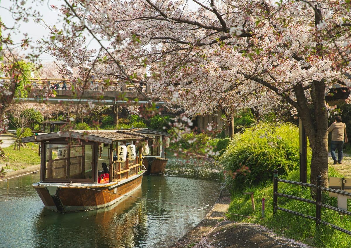 Crociera tra sakura sul Canale di Fushimi a Kyoto, Giappone