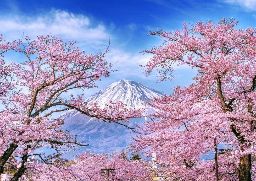 Il Monte Fuji  con ciliegi in fiore Giappone