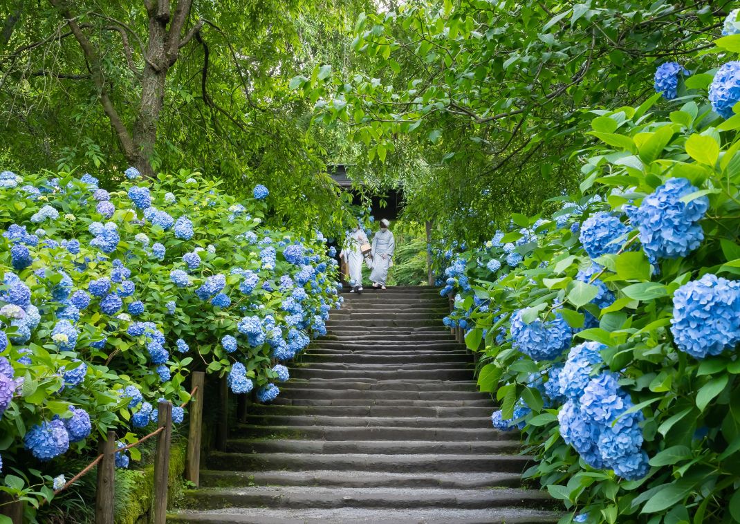 Signore che indossano abiti yukata nel tempio di Meigetsu-in, Kamakura, Giappone.