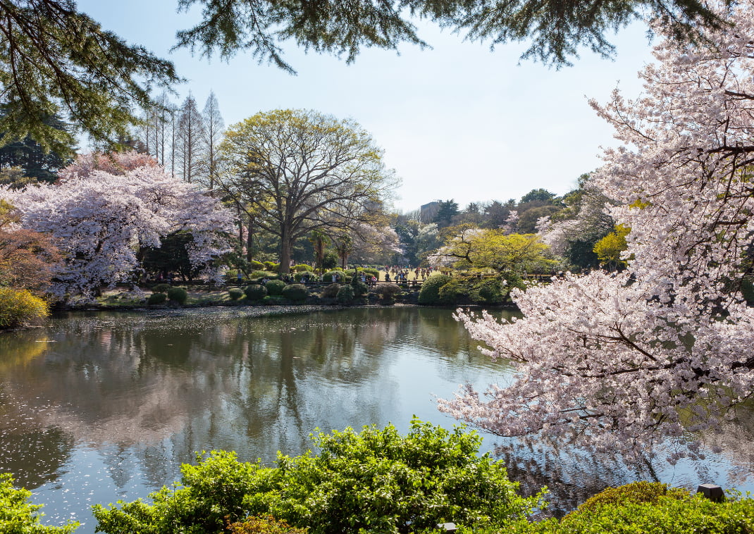 Lo stagno e gli alberi di ciliegio nel giardino nazionale Shinjuku Gyoen.