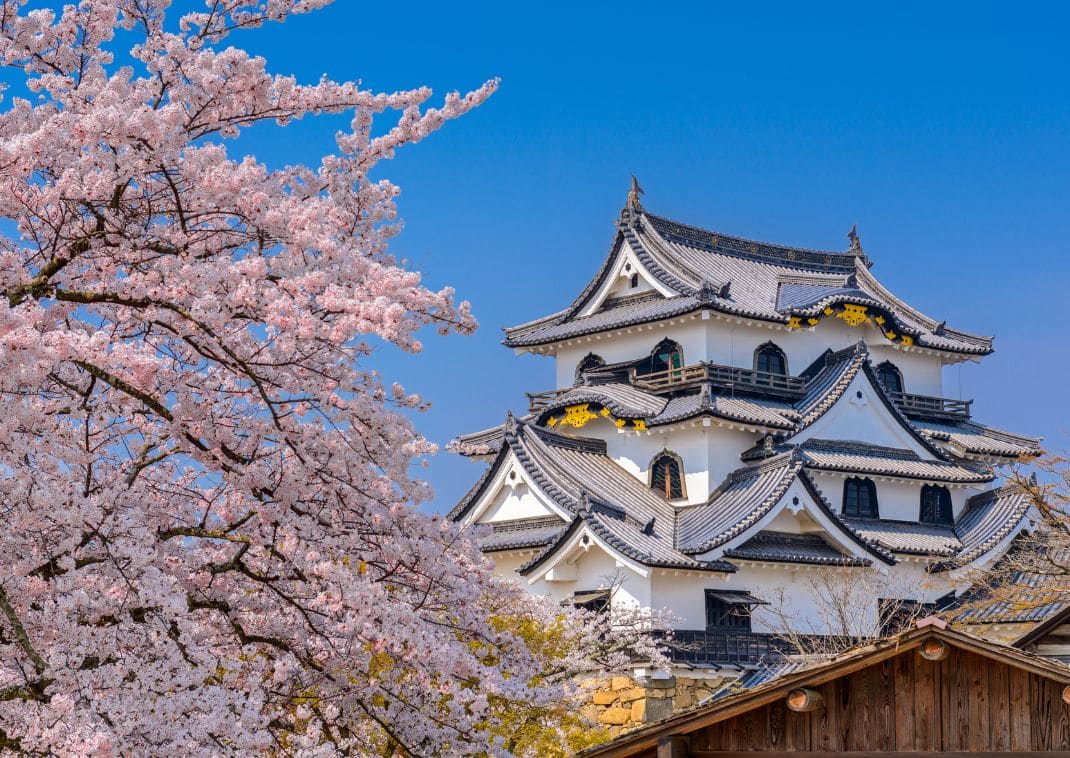 Hikone, Giappone al Castello di Hikone durante la primavera